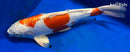 16" KIKUSUI