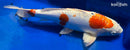 16" KIKUSUI
