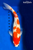 14.5" KOHAKU