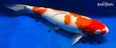 14.5" KOHAKU
