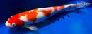14.5" KOHAKU