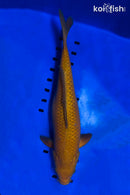 14.5" CHAGOI