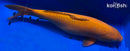 14.5" CHAGOI