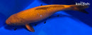 14.5" CHAGOI