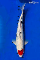 14.5" GINRIN TANCHO SANKE
