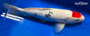 14.5" GINRIN TANCHO SANKE