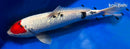 14.5" GINRIN TANCHO SANKE