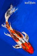20" BENI KIKOKURYU BUTTERFLY