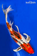 20" BENI KIKOKURYU BUTTERFLY