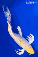 18" GINRIN HARIWAKE BUTTERFLY