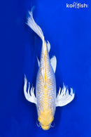 18" GINRIN HARIWAKE BUTTERFLY