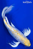 18" GINRIN HARIWAKE BUTTERFLY