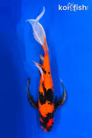 21" HI UTSURI BUTTERFLY
