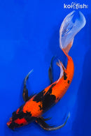 21" HI UTSURI BUTTERFLY