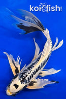 18" DOITSU GIN MATSUBA BUTTERFLY