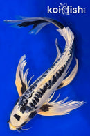 18" DOITSU GIN MATSUBA BUTTERFLY