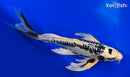 18" DOITSU GIN MATSUBA BUTTERFLY