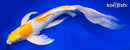20" HARIWAKE BUTTERFLY