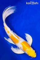 20" HARIWAKE BUTTERFLY