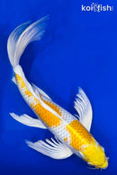 20" HARIWAKE BUTTERFLY