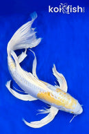22" DOITSU HARIWAKE BUTTERFLY