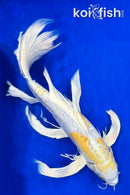 22" DOITSU HARIWAKE BUTTERFLY