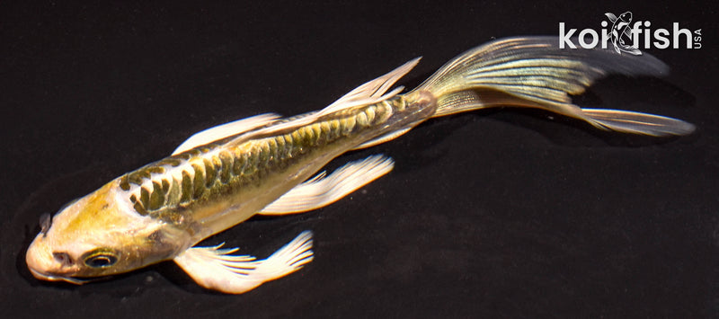 6" ARAGOKE KIN KIKOKURYU BUTTERFLY