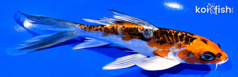 5.75" BENI KIKOKURYU BUTTERFLY