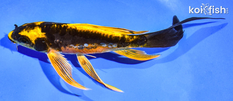 6" BENI KIKOKURYU BUTTERFLY