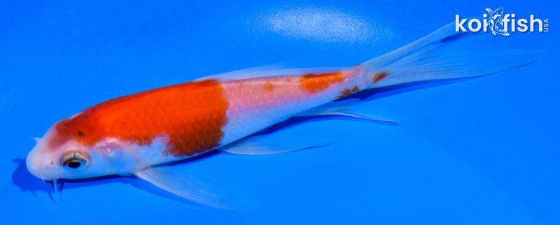 5.25" KOHAKU BUTTERFLY