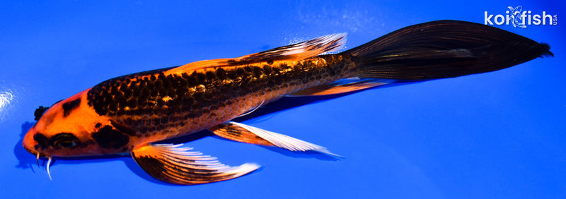 7" GINRIN ORENJI MATSUBA BUTTERFLY