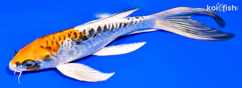 6.75" ARAGOKE KUJAKU BUTTERFLY