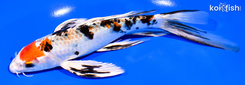 8" YAMATO NISHIKI BUTTERFLY