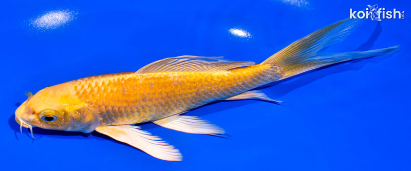 6.75" ORENJI OGON BUTTERFLY