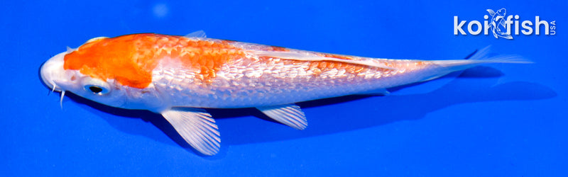 5" GINRIN HARIWAKE