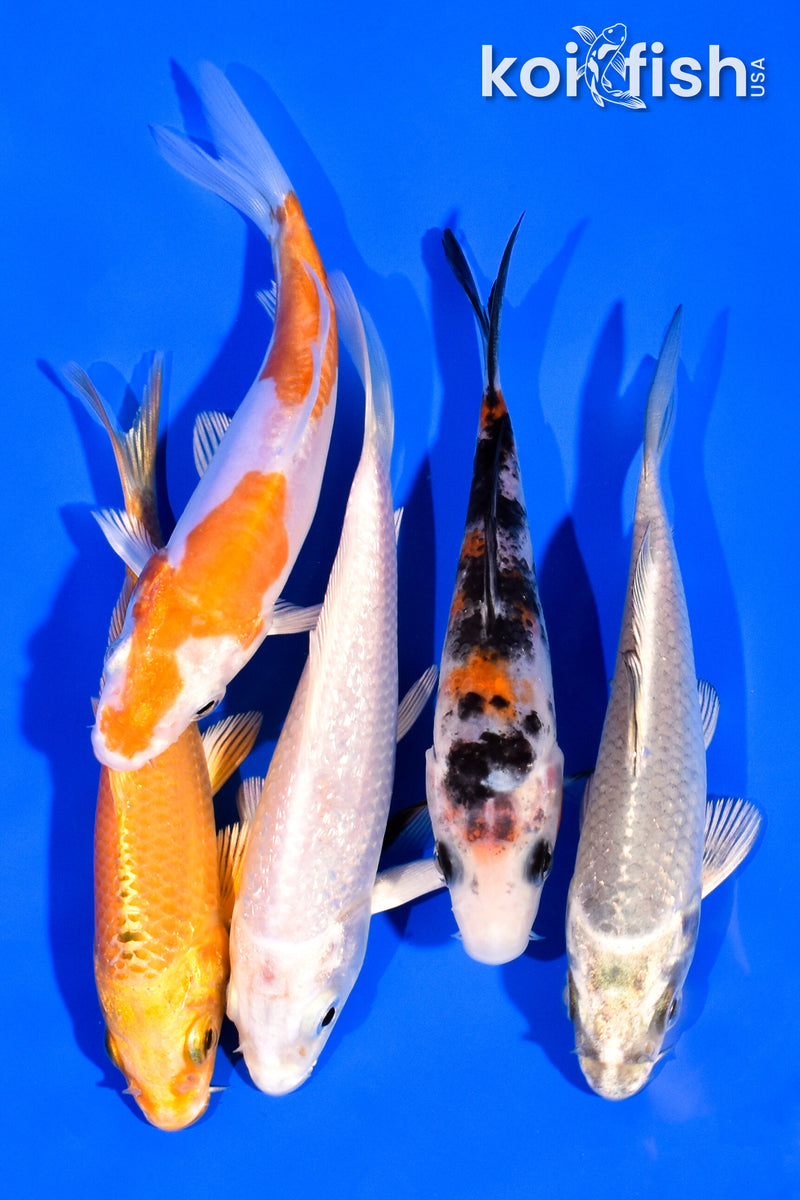 PACK OF (5) 3-4" MIXED STANDARD KOI