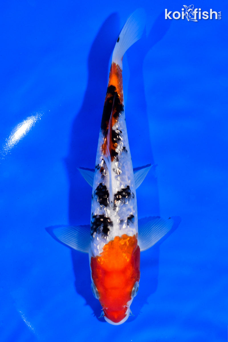 6.5" GINRIN SANKE