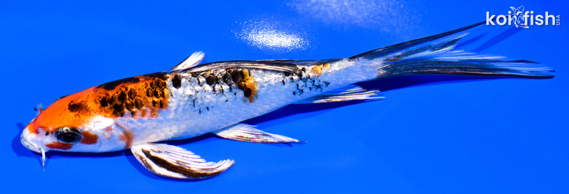 5.75" GINRIN YAMATO NISHIKI BUTTERFLY