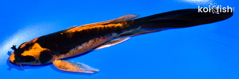 5.25" BENI KIKOKURYU BUTTERFLY