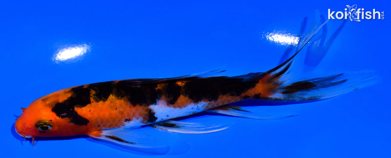 5.5" AKA SANKE BUTTERFLY