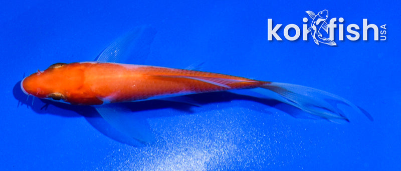 4" KOHAKU BUTTERFLY
