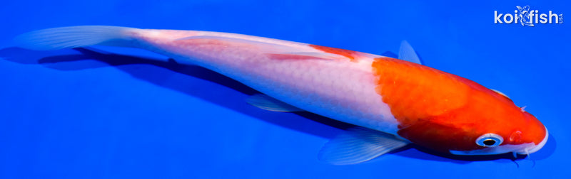 7.25" KOHAKU