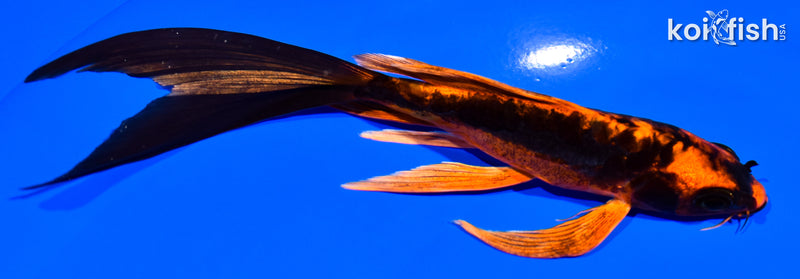 6" BENI KIKOKURYU BUTTERFLY