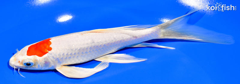 7.5" TANCHO HARIWAKE BUTTERFLY