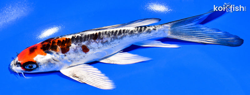 6.75" BENI KIKOKURYU BUTTERFLY