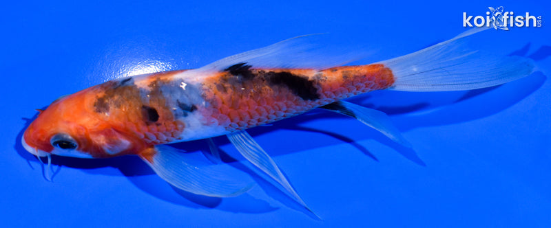 5.75" SANKE BUTTERFLY