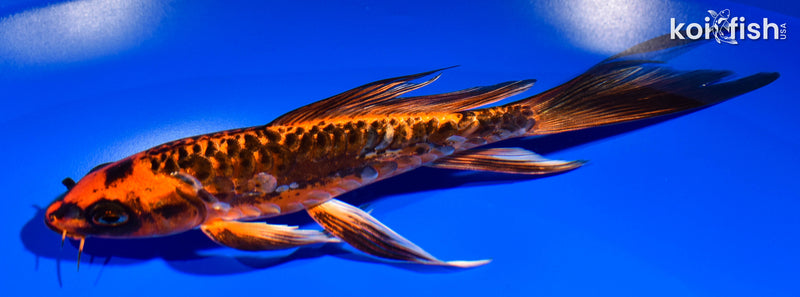 7.5" DOITSU ORENJI MATSUBA BUTTERFLY