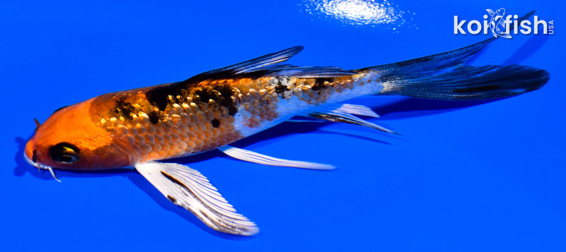 4" GINRIN YAMATO NISHIKI BUTTERFLY