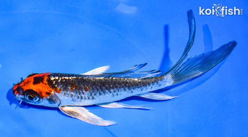 5.5" BENI GINGA BUTTERFLY