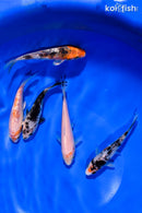 PACK OF (5) 4-4.5" STANDARD KOI